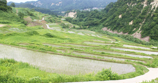 四ヶ村の棚田