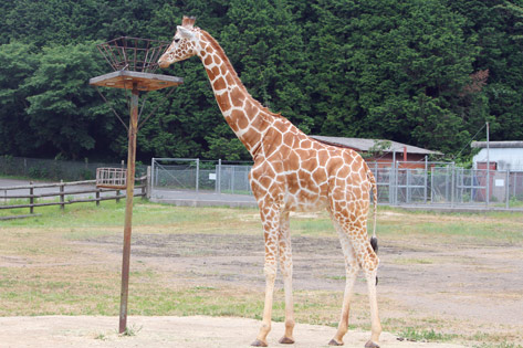 秋吉台自然動物園サファリランド