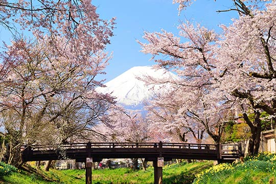 忍野八海(おしのはっかい)
