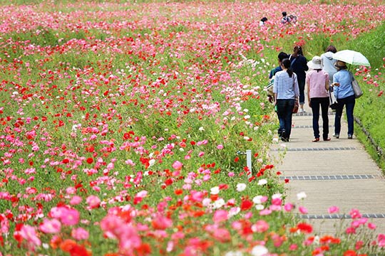 くりはま花の国