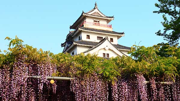 唐津城と藤の花