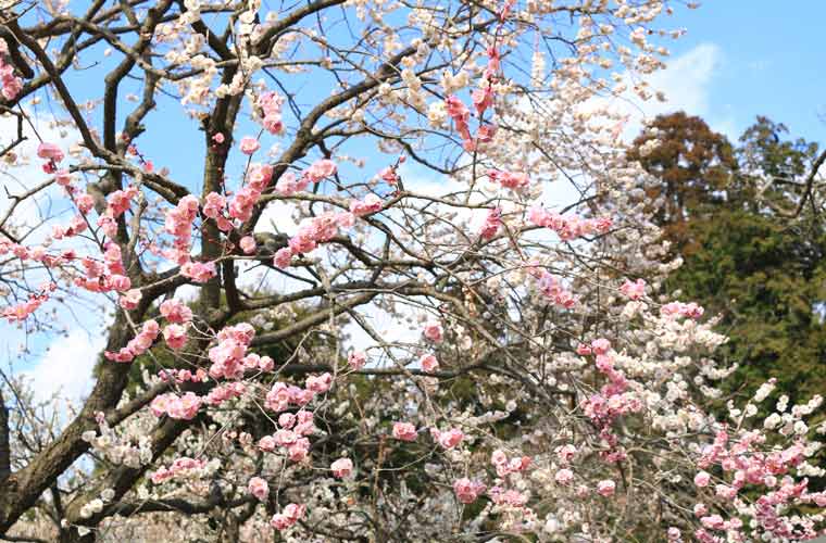 茨城県