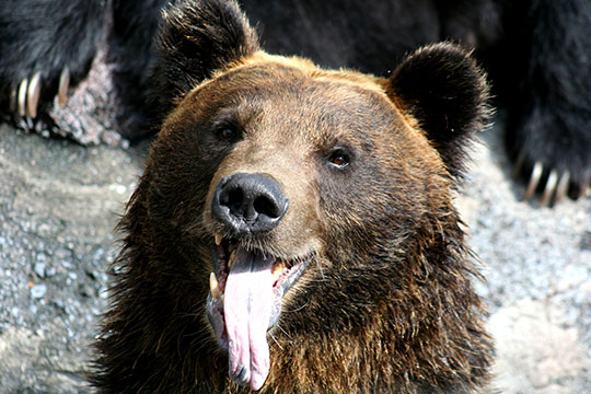のぼりべつ クマ牧場