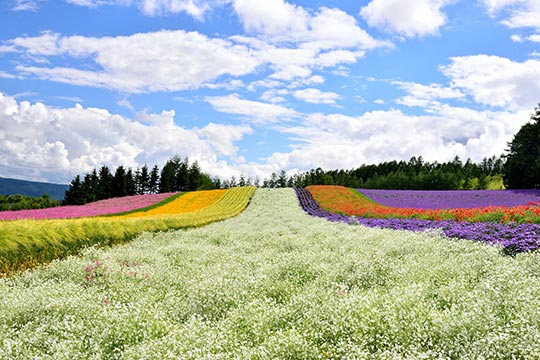 ファーム富田