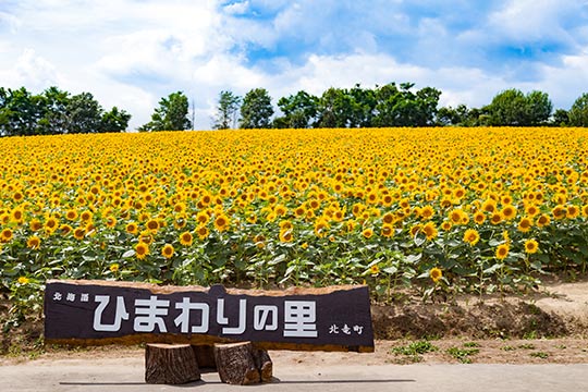 北竜町ひまわりの里