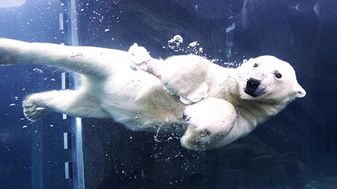 北海道の夏に行きたい！アクティビティ、動物園、絶景＆ドライブコース