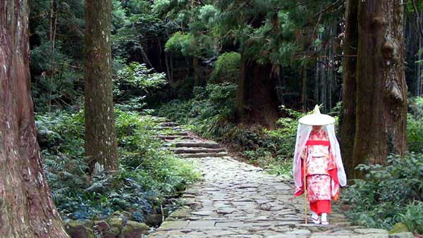 熊野古道(大門坂夫婦杉)