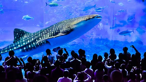 美ら海水族館