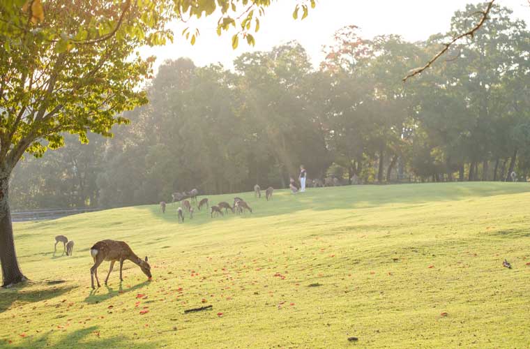 奈良県 奈良公園の鹿