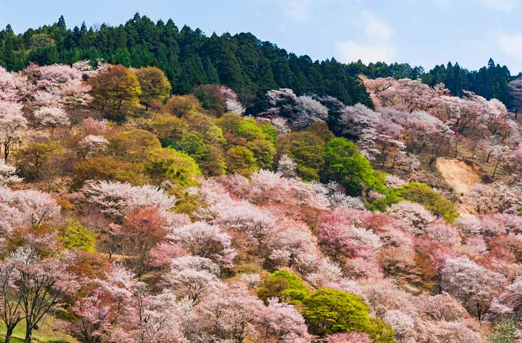 奈良県 吉野山