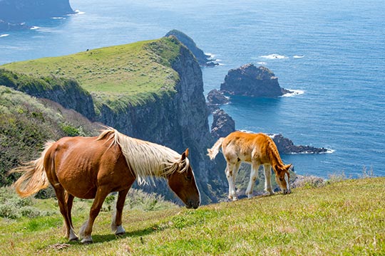 島根県 隠岐(西ノ島町)