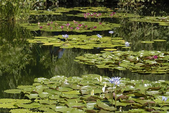 高知県 北川村「モネの庭」マルモッタン