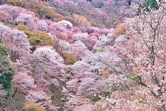 奈良県 吉野の桜