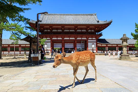 奈良県 奈良公園 東大寺中門と鹿