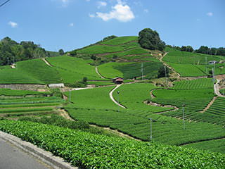石寺の茶畑(京都府和束町)