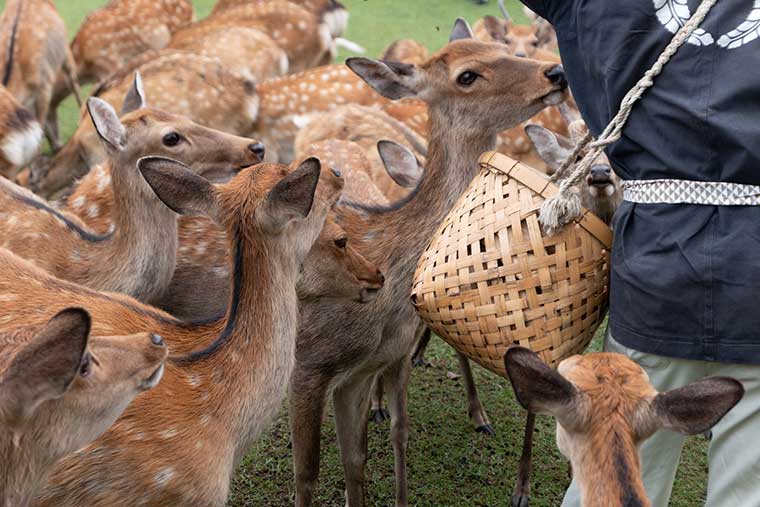 奈良公園 鹿寄せ