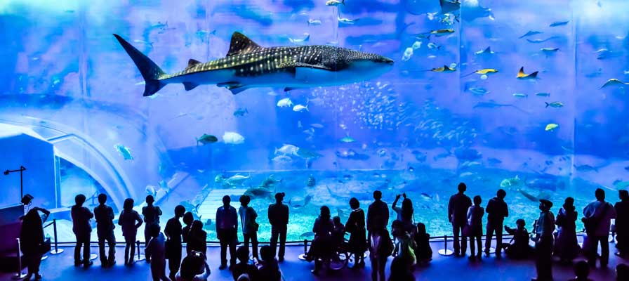沖縄美ら海水族館