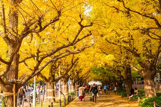 明治神宮外苑