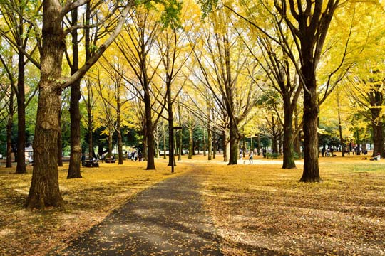 代々木公園