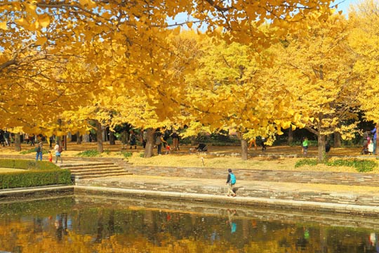 昭和記念公園