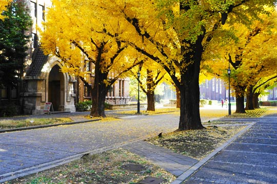 東京大学