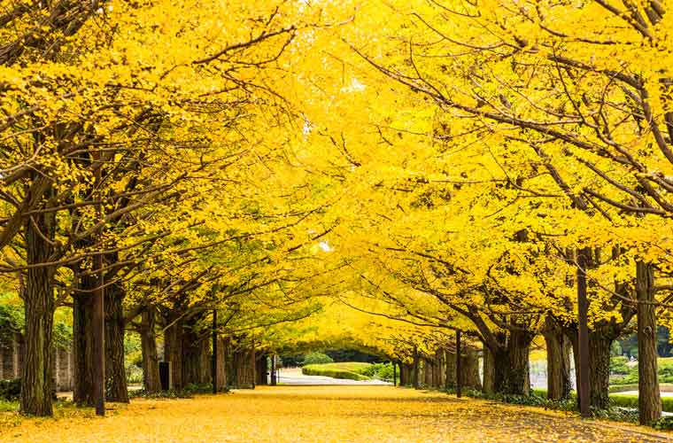 昭和記念公園