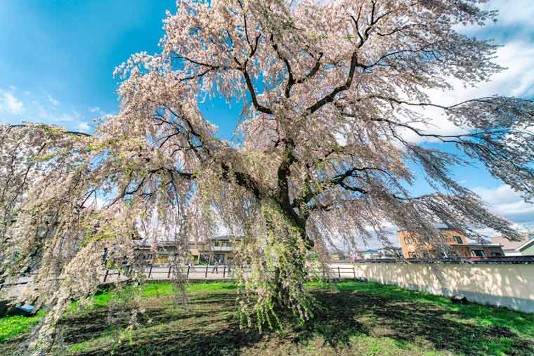 法亀寺(ほうきじ)のシダレ桜