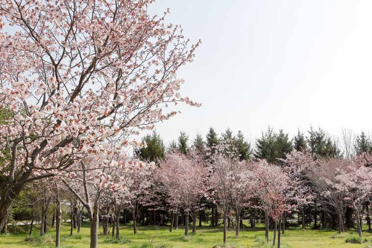 モエレ沼公園