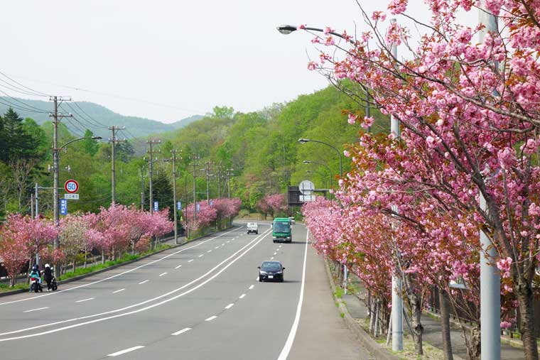 登別桜並木