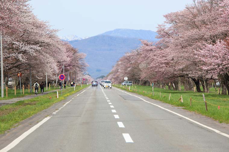 静内二十間道路桜並木