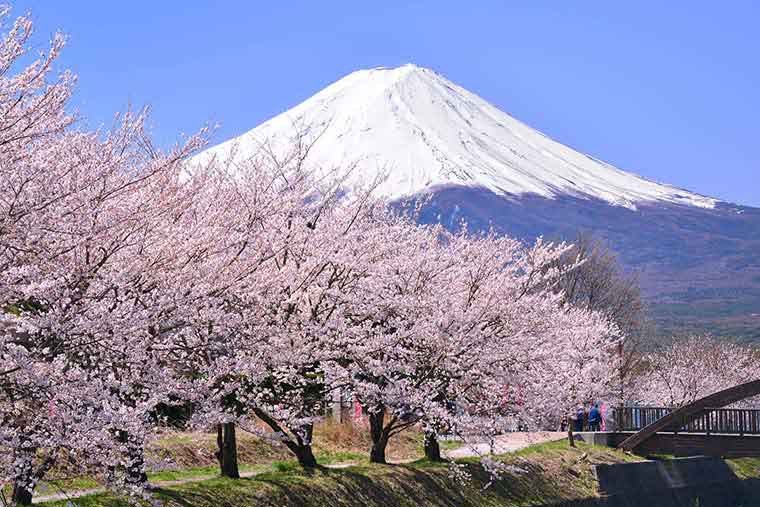 河口湖畔の桜
