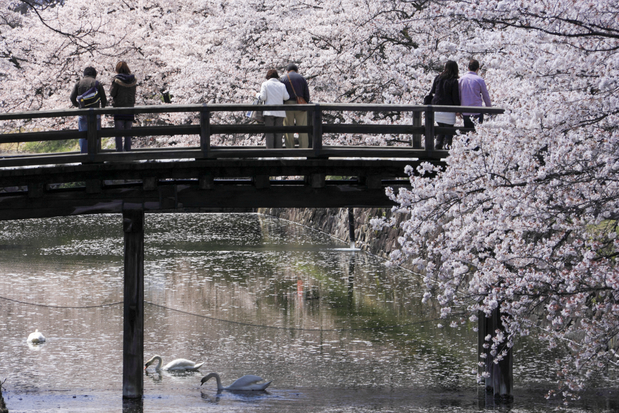 年 甲信越の桜名所9選 お花見 夜桜ライトアップ情報 楽天トラベル