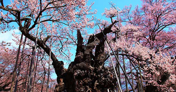 年 甲信越の桜名所9選 お花見 夜桜ライトアップ情報 楽天トラベル