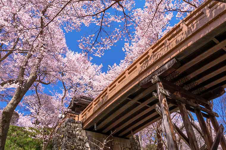 高遠城址公園の桜
