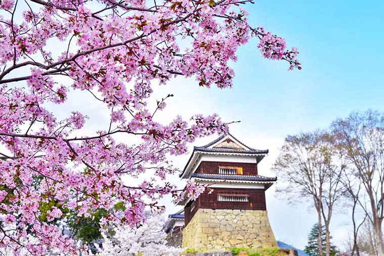 上田城跡公園の桜
