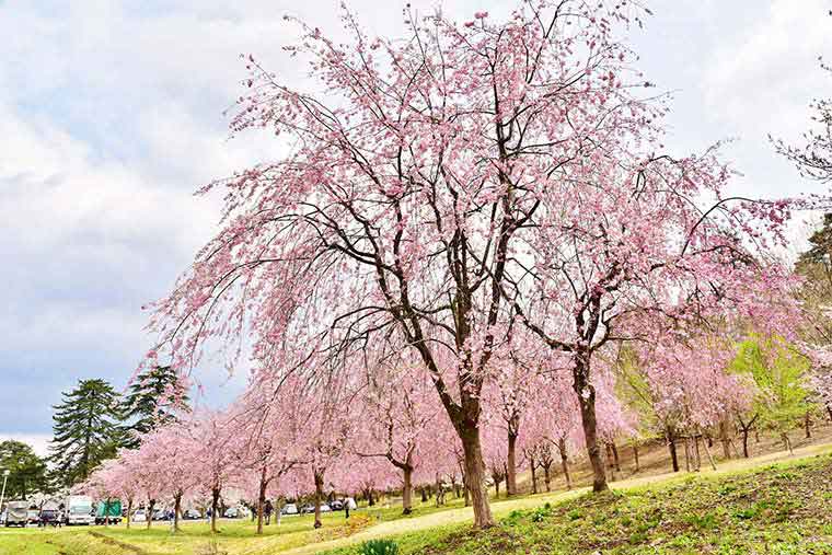 年 甲信越の桜名所9選 お花見 夜桜ライトアップ情報 楽天トラベル