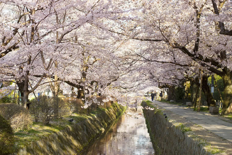哲学の道の桜