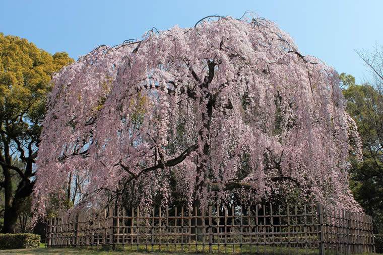 京都御苑の桜