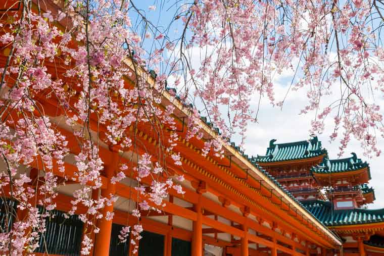 平安神宮の桜