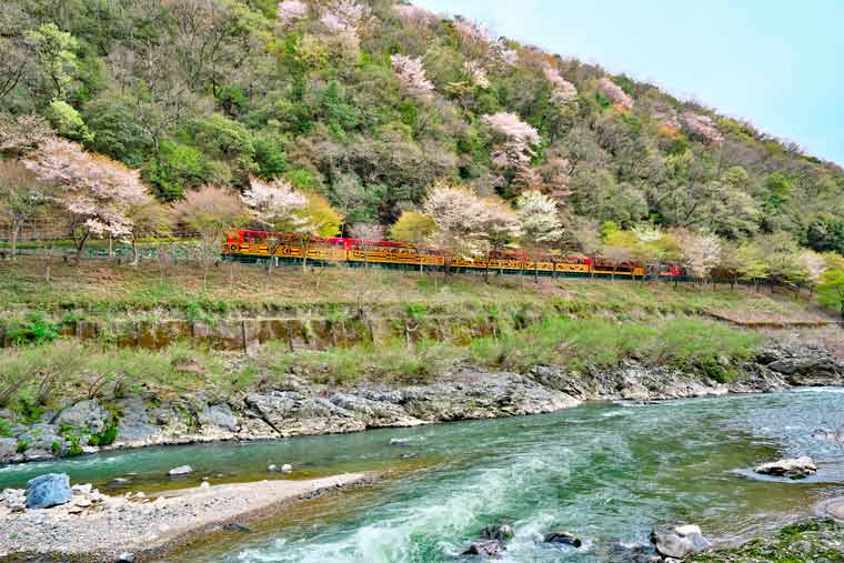 保津峡の桜