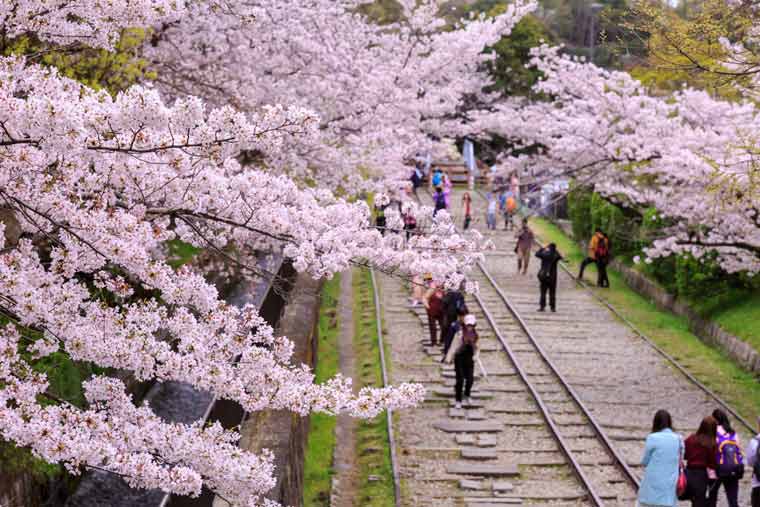 蹴上インクラインの桜