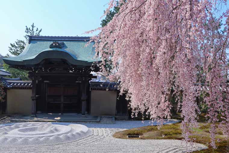 京都桜の名所 お花見スポット選 桜まつり ライトアップ情報 楽天トラベル