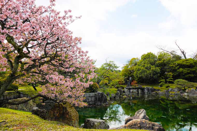 二条城の桜