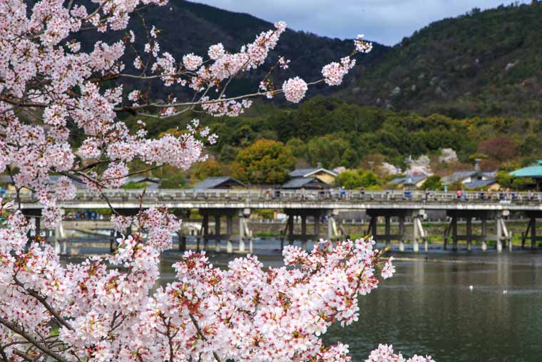 京都桜の名所 お花見スポット選 桜まつり ライトアップ情報 楽天トラベル