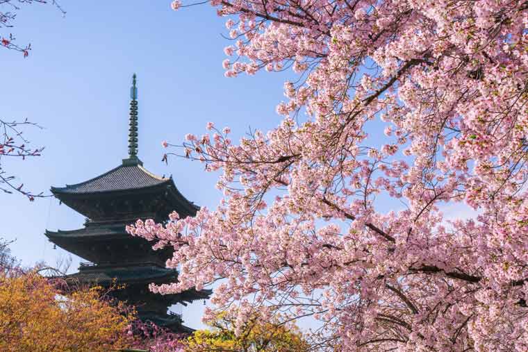 京都桜の名所 お花見スポット選 桜まつり ライトアップ情報 楽天トラベル