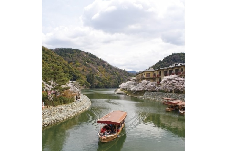 宇治橋上流の桜