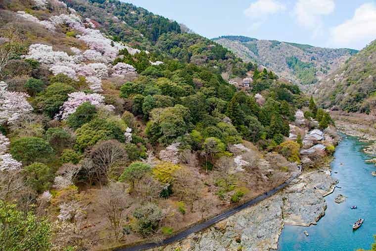 保津峡 桜