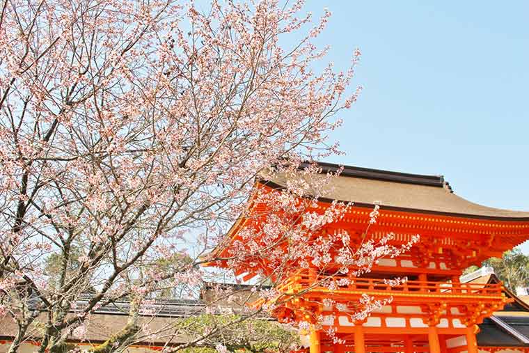 京都桜の名所 お花見スポット選 桜まつり ライトアップ情報 楽天トラベル