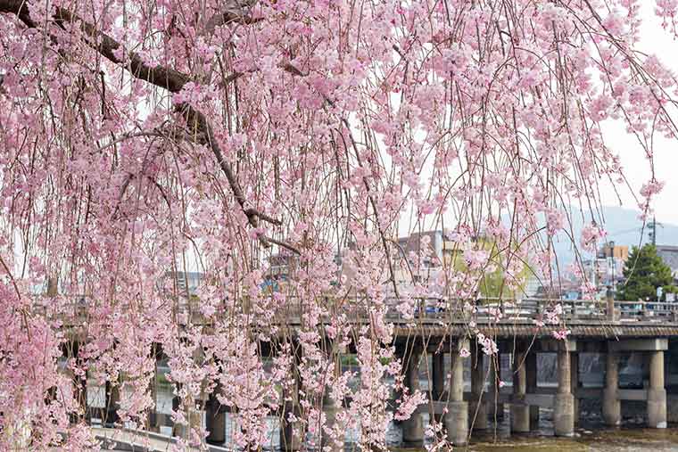 京都桜の名所 お花見スポット20選 桜まつり ライトアップ情報2020 楽天トラベル