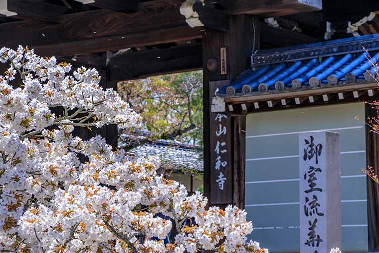 仁和寺 御室桜